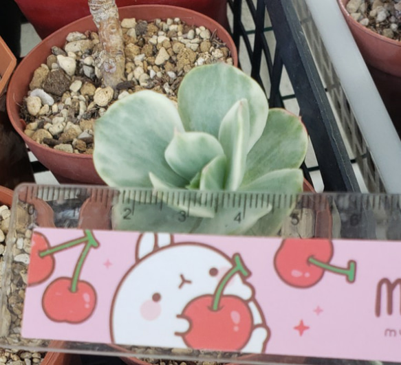 多肉植物❤モモカ錦❤カット苗 その他インテリア雑貨 ✰Pan✰ 通販 