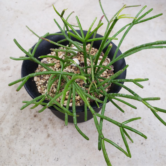 ❤リプサリス❤カピリフォルミス？ネベスアルモンディー？❤抜き苗