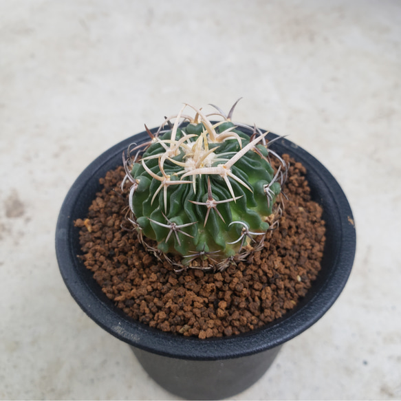 多肉植物❤サボテン❤大角玉❤抜き苗 多肉植物 ✰Pan✰ 通販｜Creema 
