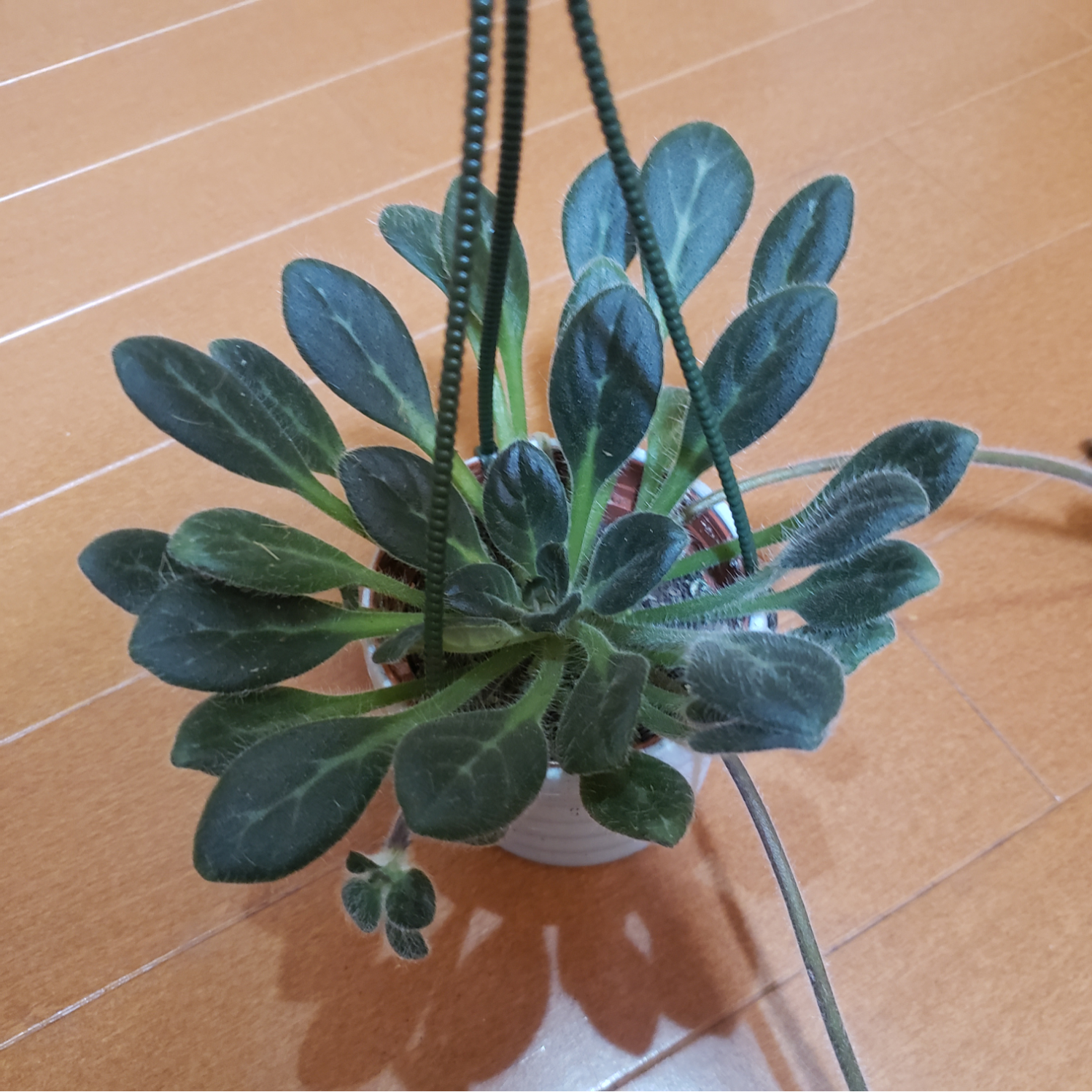 観葉植物❤レア❤プリムリナ❤リトルドラゴン❤ポットごと 多肉植物 