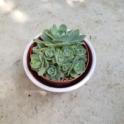 多肉植物❤ピーチパーフェクト❤抜き苗 その他インテリア雑貨