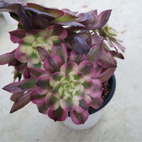 多肉植物❤アエオニウム❤マリド錦❤群生❤抜き苗 その他インテリア 