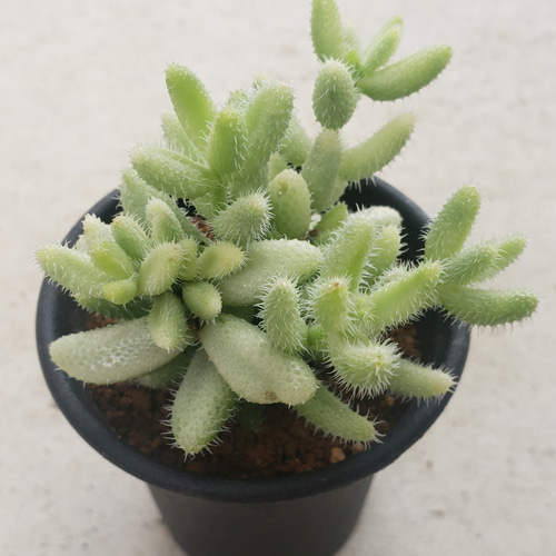 多肉植物❤レア❤雷童錦❤抜き苗 その他インテリア雑貨 ✰Pan