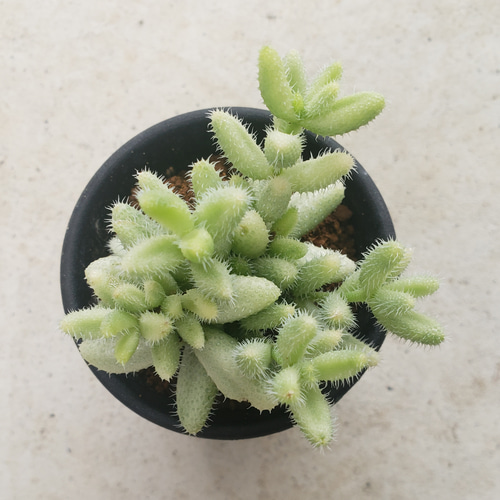 多肉植物 レア へレイナ 抜き苗 紫玲 抜き苗 多肉植物 超美 - メルカリ