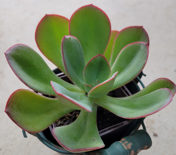 多肉植物❤ギガンティア❤抜き苗 その他インテリア雑貨 ✰Pan✰ 通販 