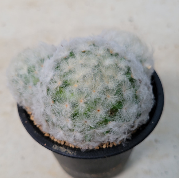 多肉植物❤サボテン❤白星❤抜き苗 その他インテリア雑貨 ✰Pan✰ 通販 