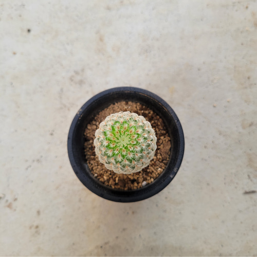 多肉植物❤サボテン❤白花紫太陽❤抜き苗 その他インテリア雑貨 ✰Pan 