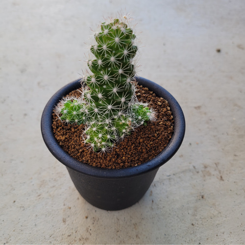 多肉植物❤サボテン❤マミラリア❤白星山❤抜き苗 その他インテリア