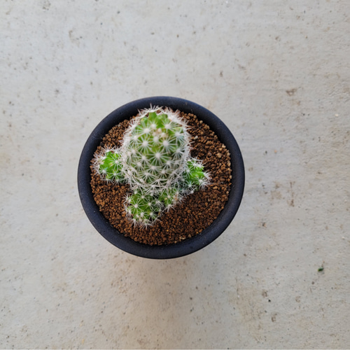多肉植物❤サボテン❤マミラリア❤白星山❤抜き苗 その他インテリア 