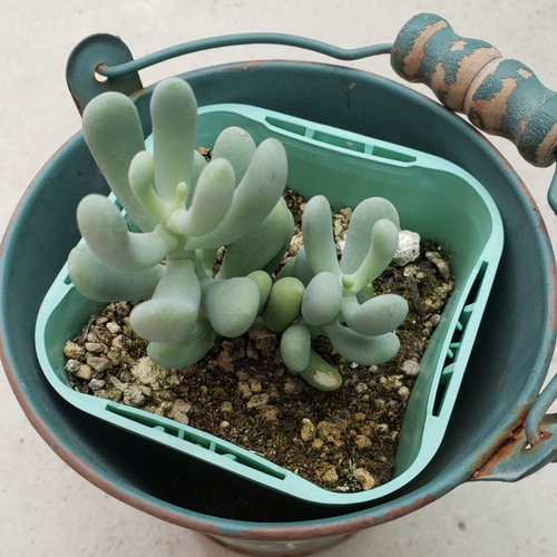 多肉植物❤バナナ美人❤抜き苗 その他インテリア雑貨 ✰Pan✰ 通販 
