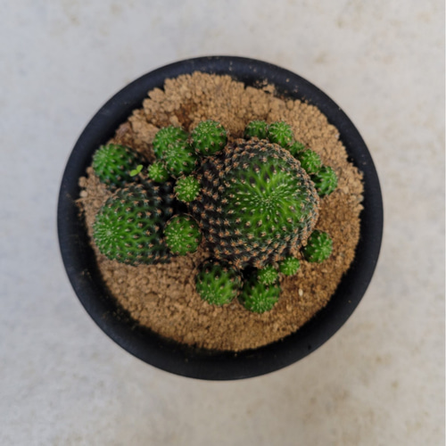 多肉植物❤サボテン❤レブチア❤デンシペクチナタ❤抜き苗