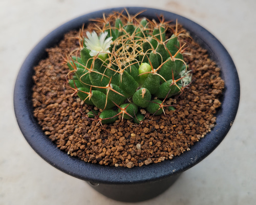 多肉植物❤サボテン❤マミラリア❤狂刺琴糸丸❤抜き苗 その他