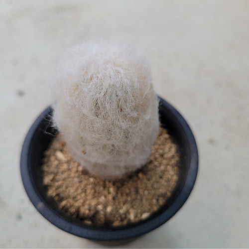 多肉植物❤サボテン❤白宮殿❤抜き苗 その他インテリア雑貨 ✰Pan 