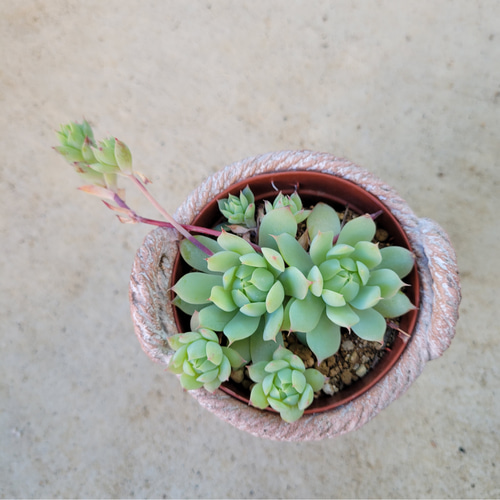 マクドガリー抜き苗c 2025年最新】多肉植物マクドガリーの人気アイテム