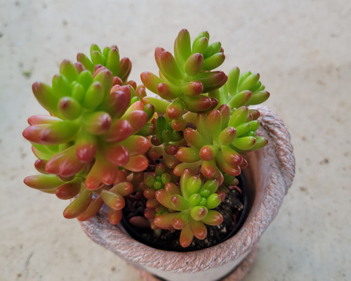 多肉植物 もりもりレモータ♡紅葉開始♪抜き苗 【公式通販】