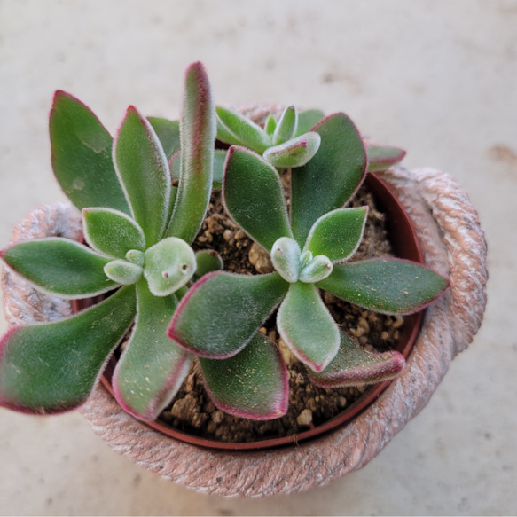 ご確認用　多肉ハムシー ご確認用 多肉ハムシー ハムシー