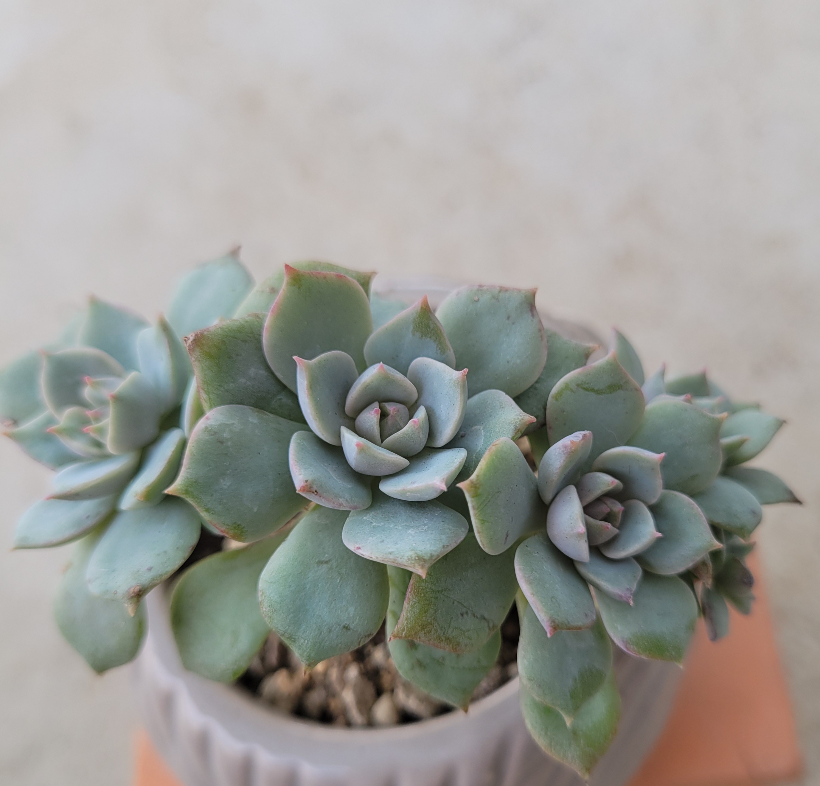 多肉植物 久米の舞♡抜き苗(^○^) 【公式通販】