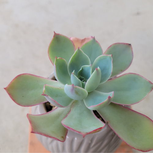 多肉植物❤パウダーブルー❤抜き苗 その他インテリア雑貨 ✰Pan✰ 通販 