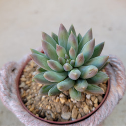 87#多肉植物アエオニウム❤️ サンデルシ— ❤️ 14頭13cm 拔き苗 日本花キ流通 多肉植物 caアエオニウム サンデルシー