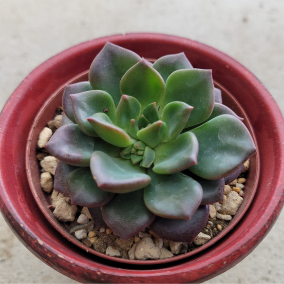 多肉植物　抜き苗　グリーンエメラルド 多肉植物 抜き苗 グリーンエメラルド 【公式通販】