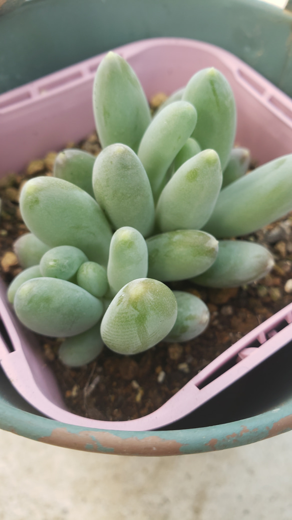 多肉植物❤東美人❤抜き苗 その他インテリア雑貨 ✰Pan✰ 通販 8430372