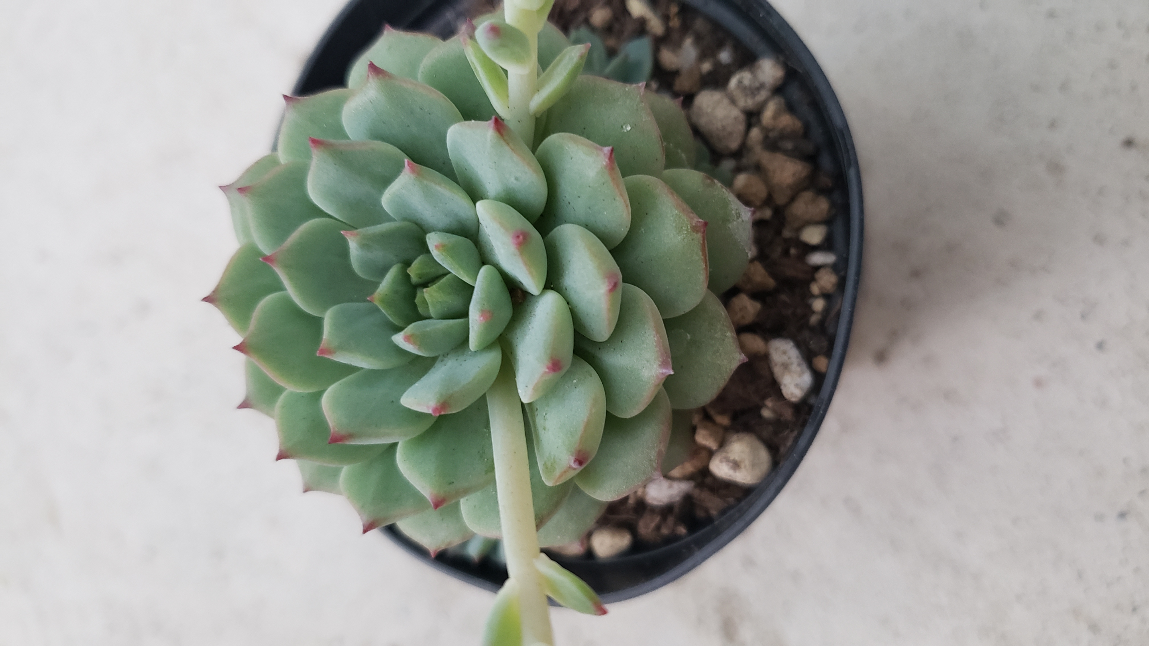 多肉植物❤レア❤ハッピー❤抜き苗 多肉植物 ♡ ハッピー ♡ 抜き苗 - メルカリ