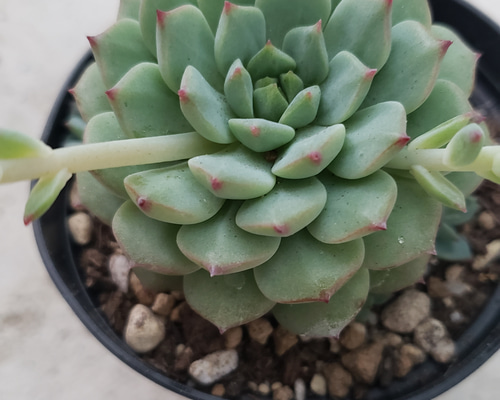 多肉植物❤レア❤クリス❤抜き苗 アートフラワー ✰Pan✰ 通販