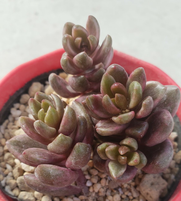 チョコレート錦　抜き苗 多肉植物 チョコレート錦 抜き苗 訳あり - メルカリ