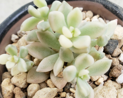 多肉植物❤姫秀麗錦❤抜き苗 その他インテリア雑貨 ✰Pan✰ 通販 多肉植物❤姫秀麗錦❤抜き苗 その他インテリア雑貨 ✰Pan✰ 通販
