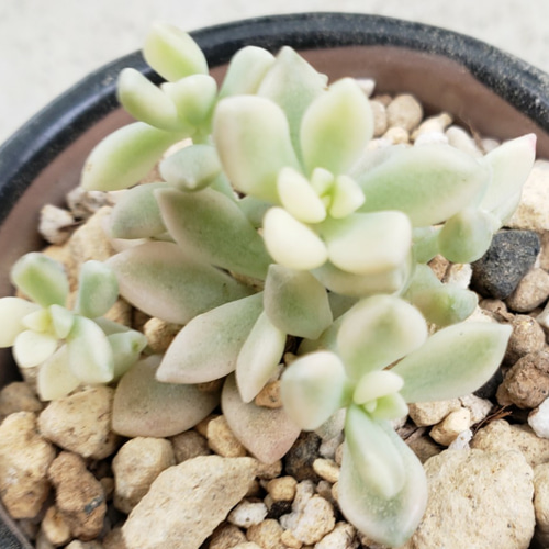 多肉植物❤姫秀麗錦❤抜き苗 その他インテリア雑貨 ✰Pan✰ 通販