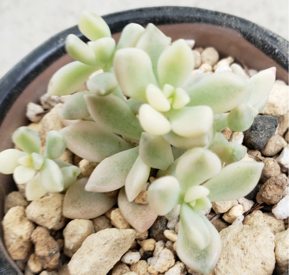 多肉植物❤姫秀麗錦❤抜き苗 その他インテリア雑貨 ✰Pan✰ 通販