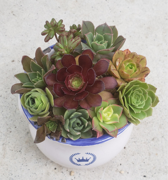 10 アエオニウム 専用出品 【公式通販】