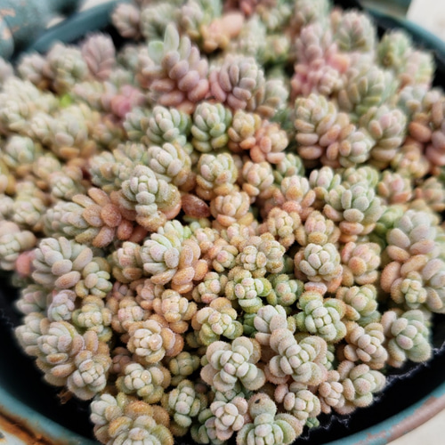 多肉植物ダシフィルム抜き苗セダム