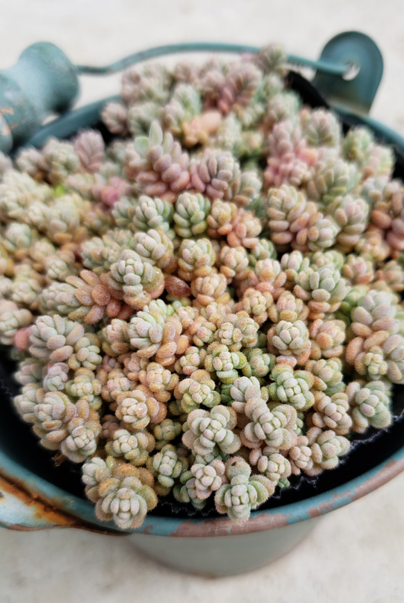 多肉植物❤セダム❤ダシフィルム❤抜き苗 その他インテリア雑貨