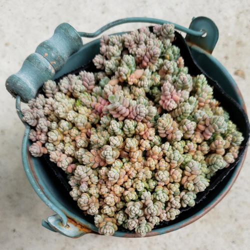 終了しました！』セダム ダシフィルム カット苗