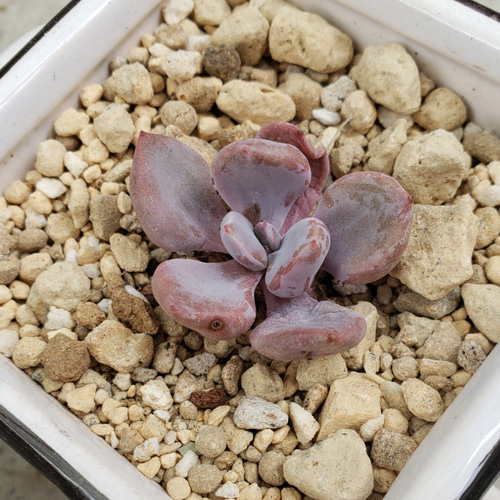 多肉植物❤希少❤レア❤ピンクうさぎ❤微根 その他インテリア雑貨