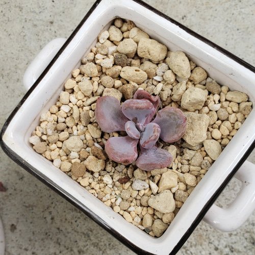 多肉植物❤希少❤レア❤ピンクうさぎ❤微根 その他インテリア