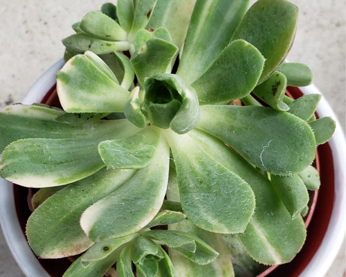 多肉植物❤アエオニウム❤愛染錦❤抜き苗 その他インテリア雑貨 ✰Pan