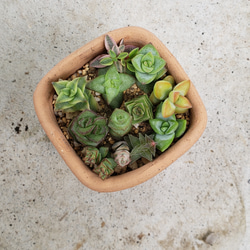 わかば様専用❤多肉植物❤お星様シリーズ❤12種類❤カット苗 2枚目の画像