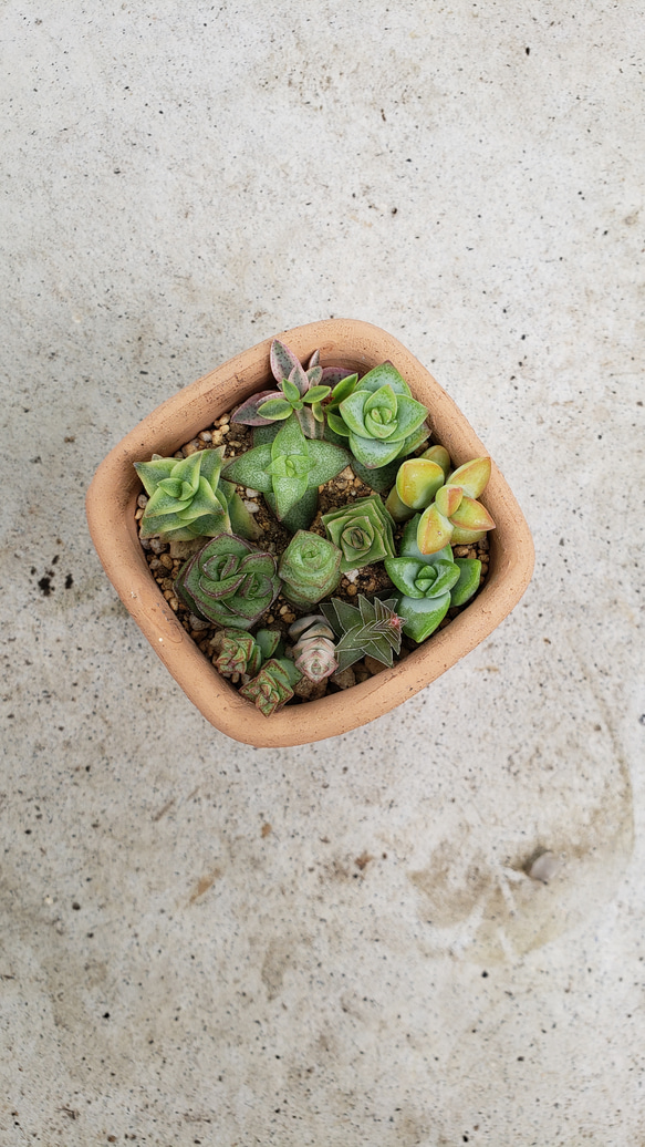 わかば様専用❤多肉植物❤お星様シリーズ❤12種類❤カット苗 2枚目の画像