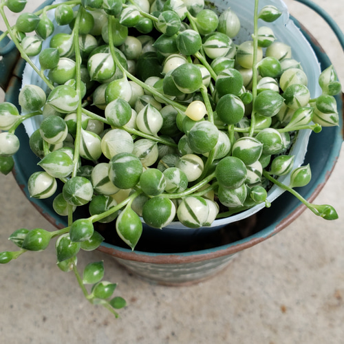 50番　グリーンネックレス　多肉植物　抜き苗　¥500 多肉植物❤斑入りグリーンネックレス❤抜き苗 その他インテリア