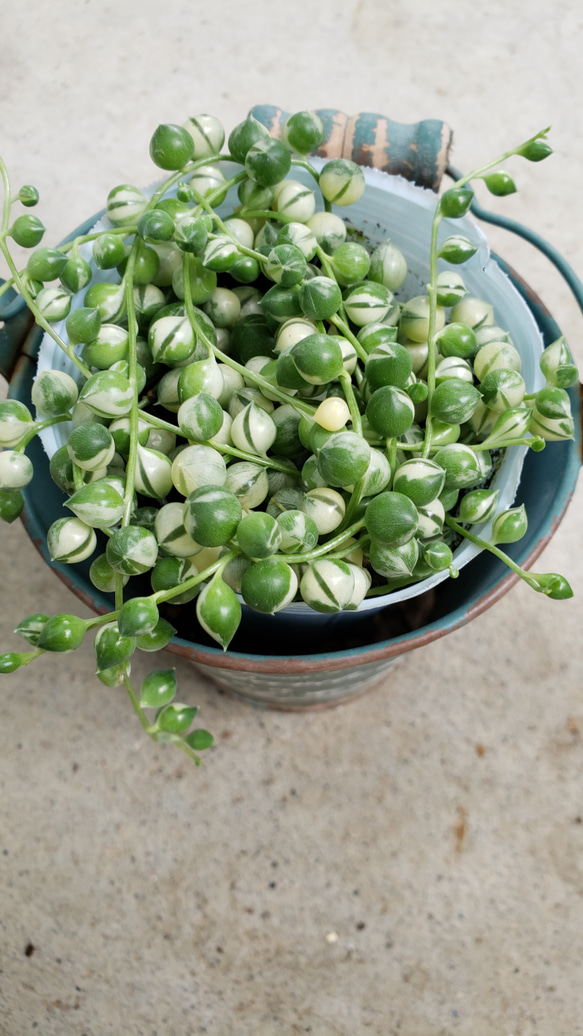 多肉植物❤斑入りグリーンネックレス❤抜き苗 その他インテリア雑貨