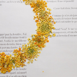 黄色系レースフラワー 押し花素材 6枚目の画像