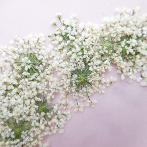 ☆白 レースフラワー（オフホワイト） 押し花素材 ☆ その他素材