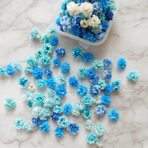 青と緑のかすみ草 ドライフラワー　 5本⇒9g　〈No.30〉 青と緑のかすみ草 ドライフラワー 5本⇒9g 〈No.30〉 かすみ草