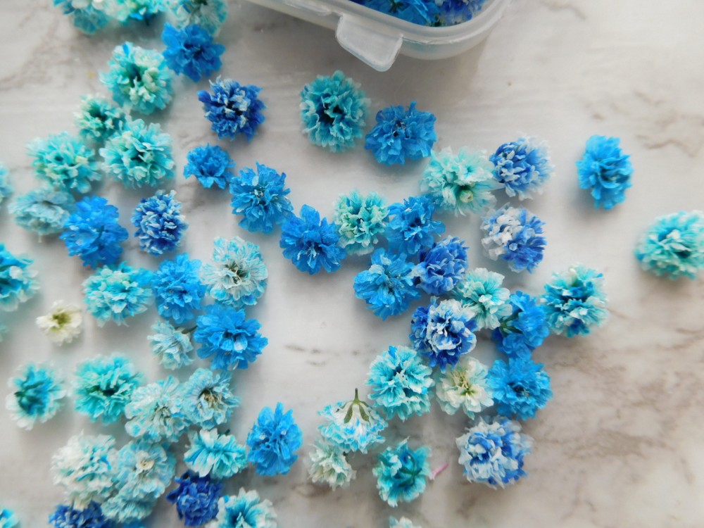 biidoro.0708様◇【ドライフラワー】かすみ草の蕾 着色（823 ） 楽天