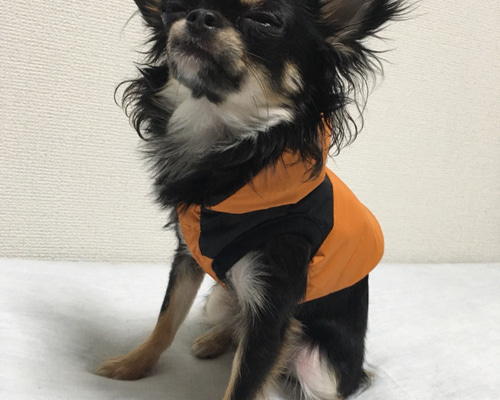 犬用 フード付き黒M sizeダウンジャケット Amazon.co.jp: メンズダウンジャケット軽量フード付きジャケット