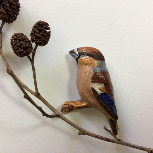 バードカービングシメ