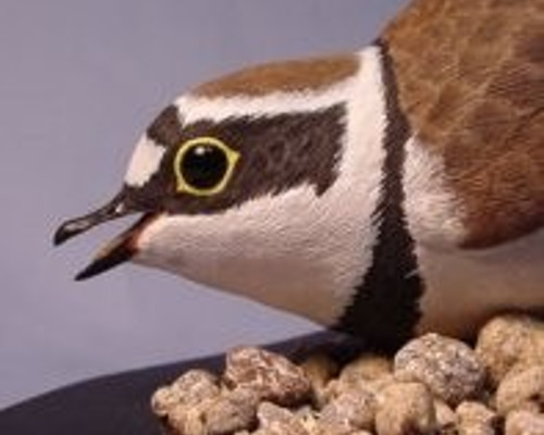 バードカービング・コチドリ・木の鳥、 彫刻 ありむら工房 通販