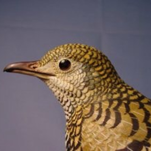 バードカービング・トラツグミ・木の鳥 彫刻 ありむら工房 通販 バードカービング・トラツグミ・木の鳥 彫刻 ありむら工房 通販